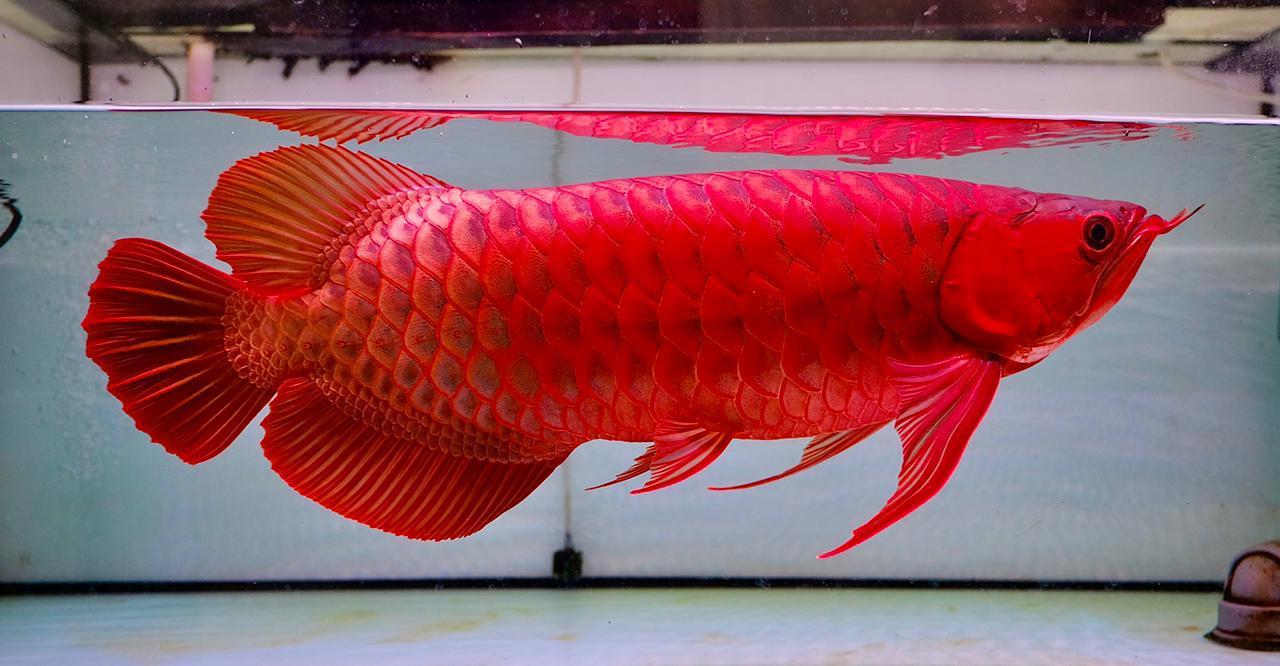 ikan-arwana-jenis-super-red.jpg