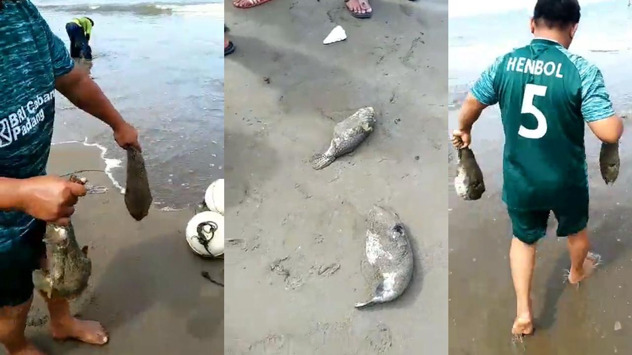 Ikan Buntal, Ikan Beracun yang Bisa Mematikan Manusia