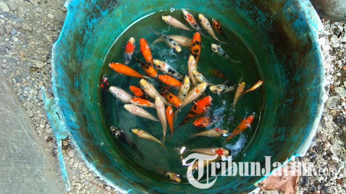 ikan-koi-di-kali-kecil_20180604_113313.jpg