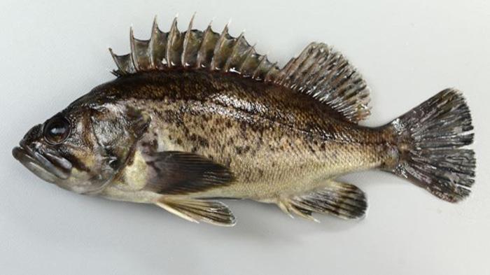 ikan-kurosoi-atau-black-rockfish.jpg