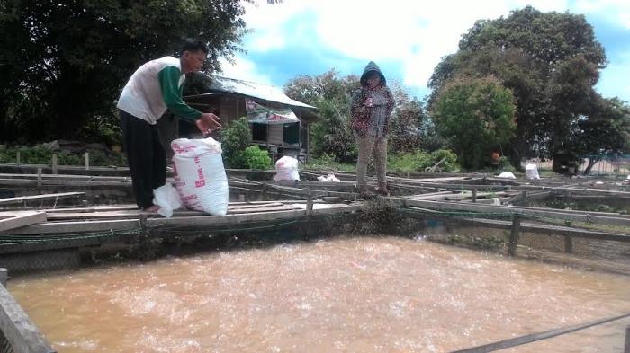 ikan-mati_20160410_000424.jpg