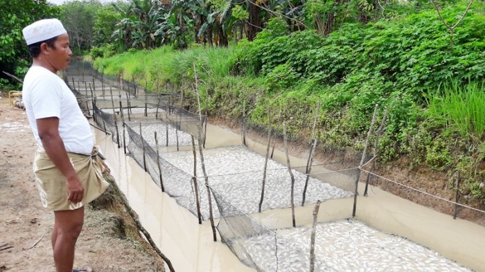 ikan-mati_20170222_121416.jpg