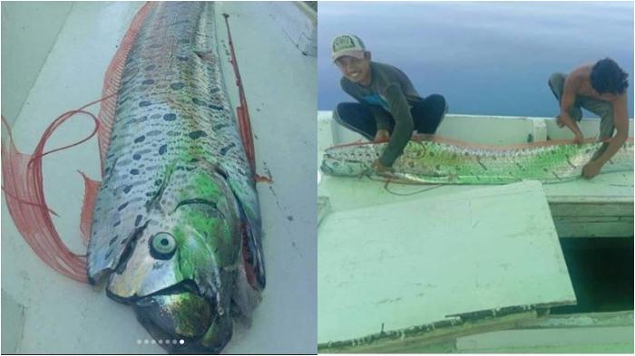 ikan-oar-di-selayar.jpg