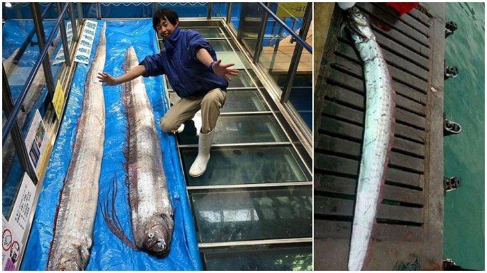 ikan-oarfish-yang-dianggap-sebagai-pertanda-datangnya-gempa.jpg