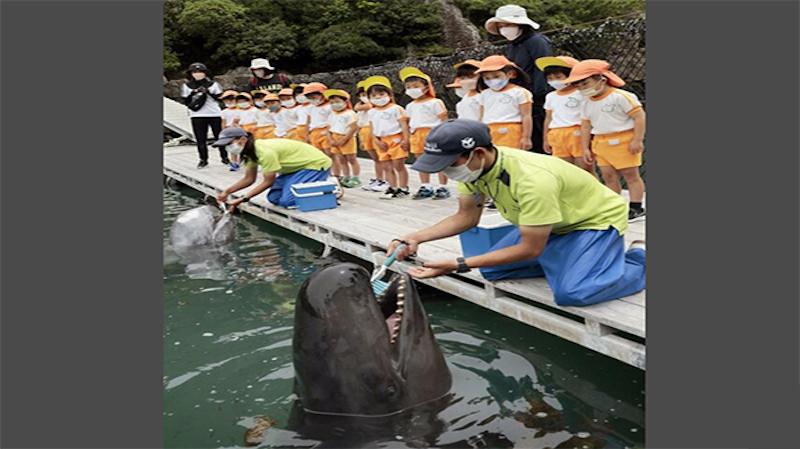 ikan-paus-gosok-gigi-di-wakayama-jepang-nih3.jpg
