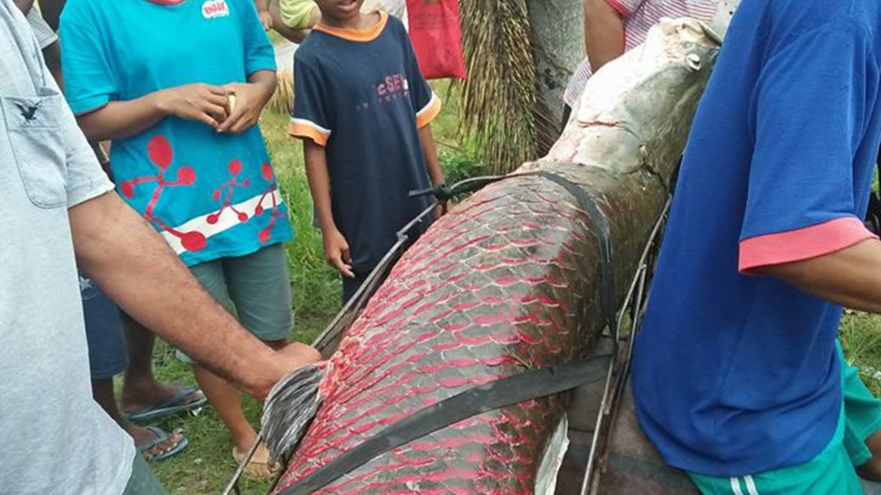 Warga Pekanbaru Temukan Ikan Raksasa yang Diduga Arapaima Gigas Asal Sungai Amazon