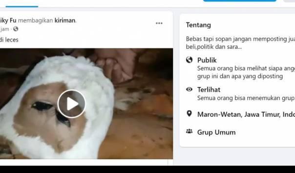 ilustrasi-anak-sapi-yang-lahir-den-dari-tangkapan-layar-hkun-facebook.jpg