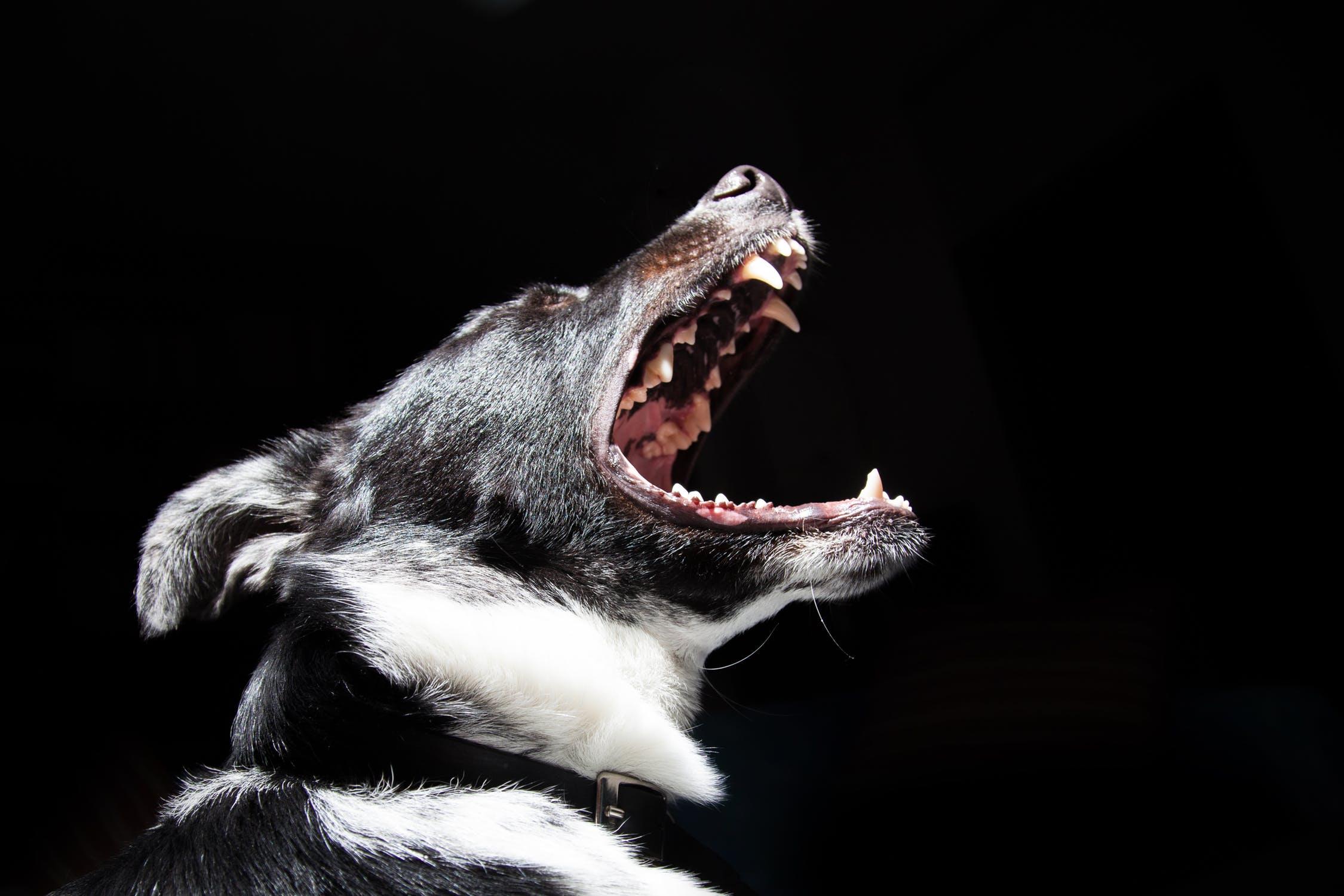 ilustrasi-anjing-4-kasus-manusia-diserang-anjing-hingga-tewas.jpg