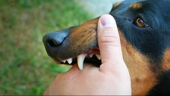 Kronologi Bocah Digigit Anjing di Jaksel hingga Mata Terluka, Pemilik Tanggung Jawab, Viral