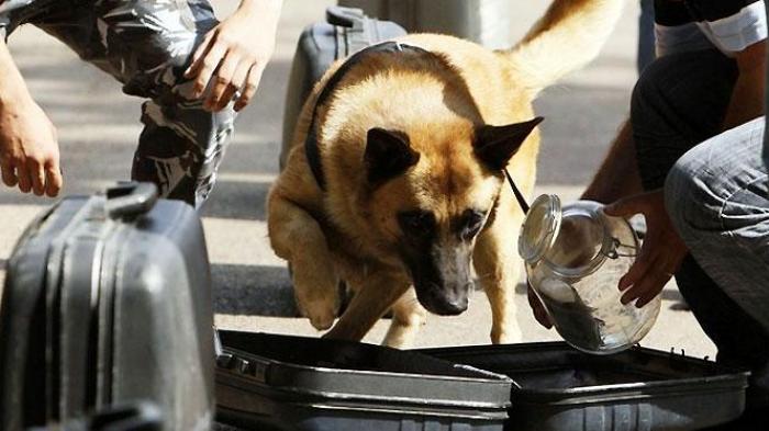 ilustrasi-anjing-pelacak_20160204_103801.jpg
