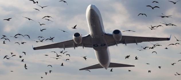 ilustrasi-bird-strike1.jpg