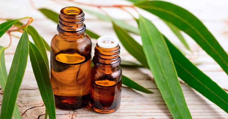 ilustrasi-eucalyptus-oil-atau-minyak-eucalyptus.jpg