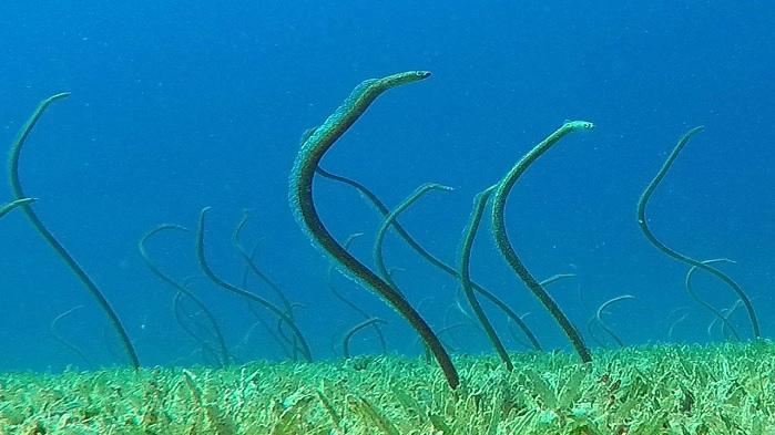 ilustrasi-garden-eel-atau-belut-kebun-di-akuarium-tokyo.jpg