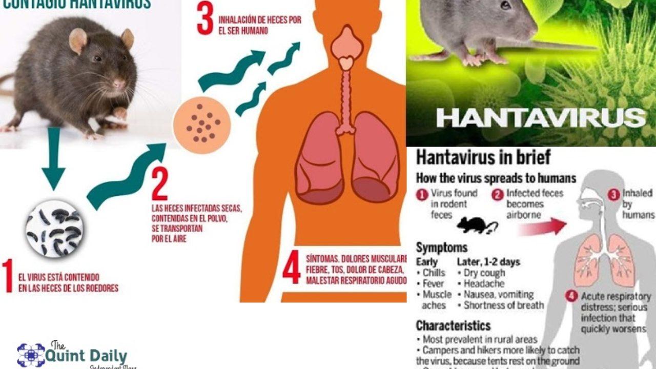 ilustrasi hantavirus