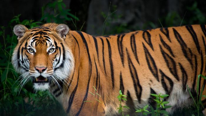 ilustrasi-harimau-17112019.jpg