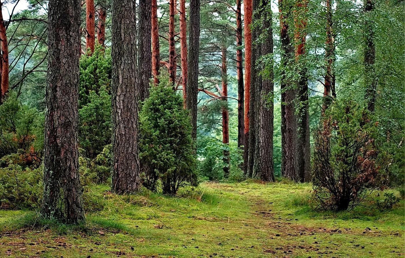 ilustrasi-hutan134.jpg