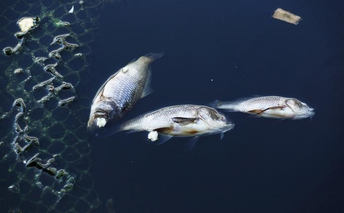 ilustrasi-ikan-mati_20141215_162145.jpg