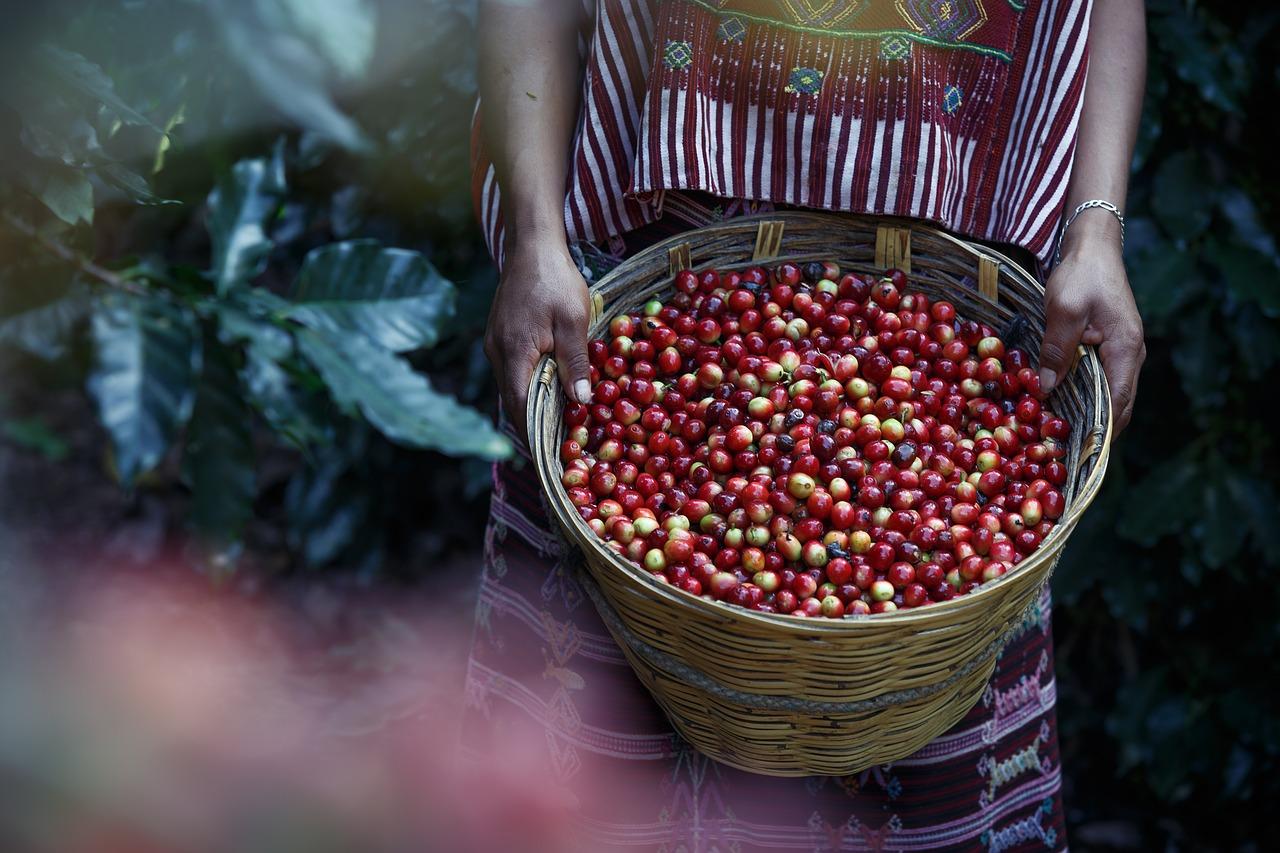 ilustrasi-kopi-nusantara-indonesia.jpg
