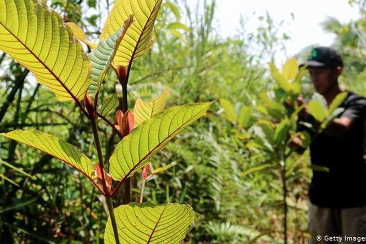 Langgar Peraturan, Ekspor 160 Ton Kratom Dalam Bentuk Remahan Dibatalkan Bea Cukai