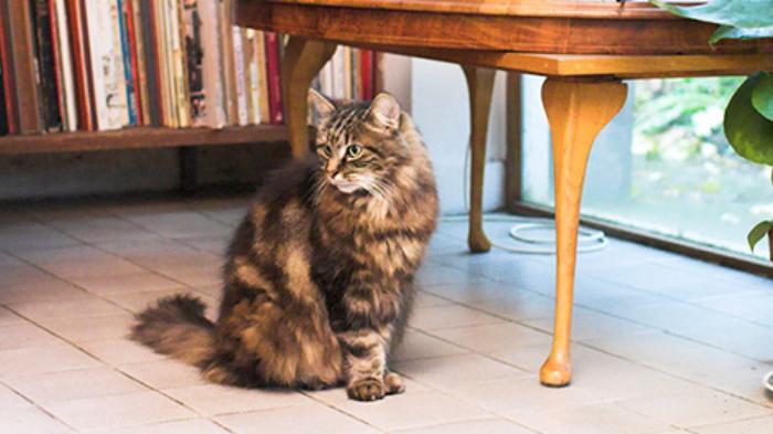 ilustrasi-kucing-anjing-corona.jpg