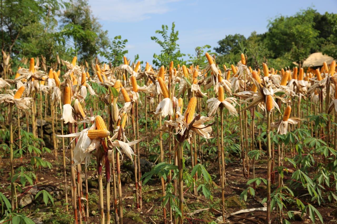 ilustrasi-panen-jagung-19-feb-2019.jpg
