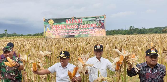 ilustrasi-panen-jagung_1.jpg