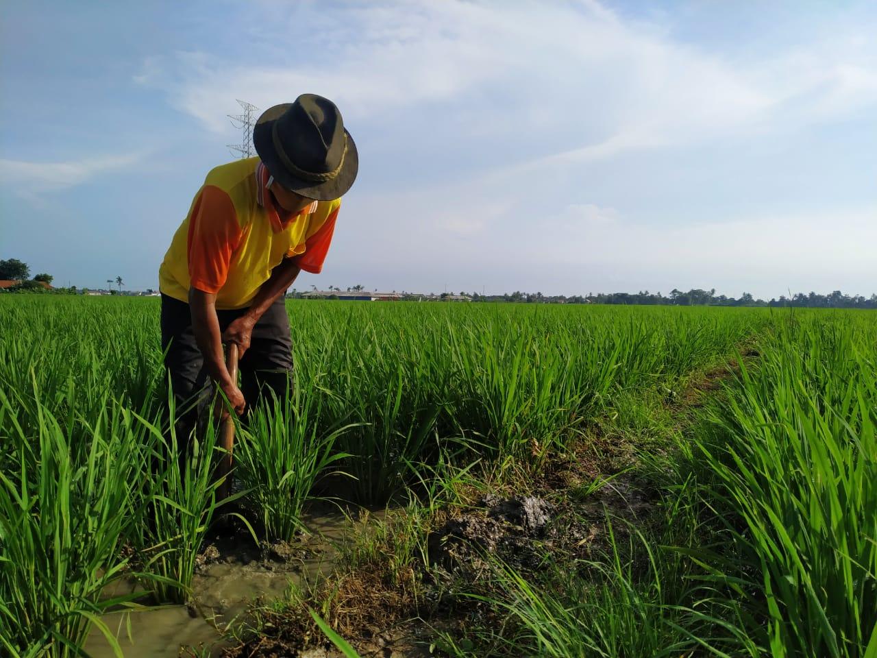 ilustrasi-petani-asdfafasdfaf.jpg