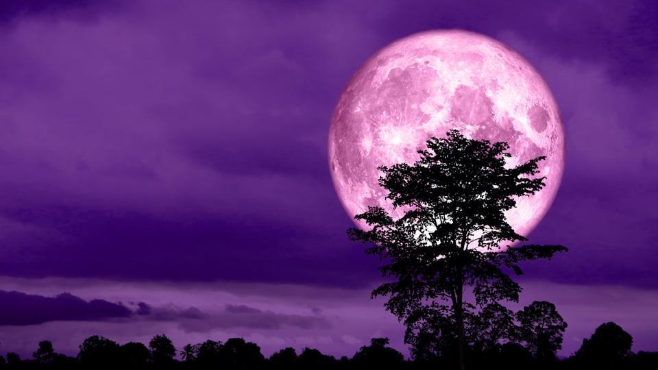 ilustrasi-strawberry-full-moon.jpg