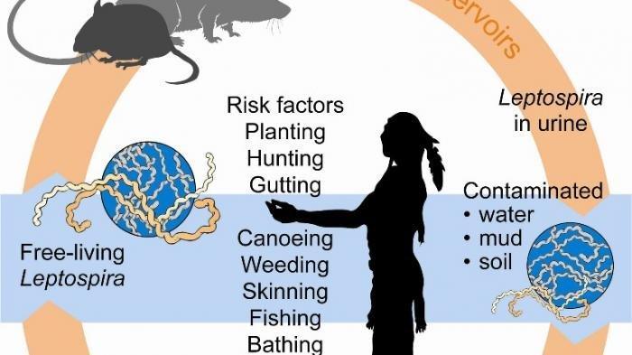 ilustrasi-virus-leptospirosis.jpg