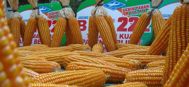 jagung-unggul_20160802_115428.jpg