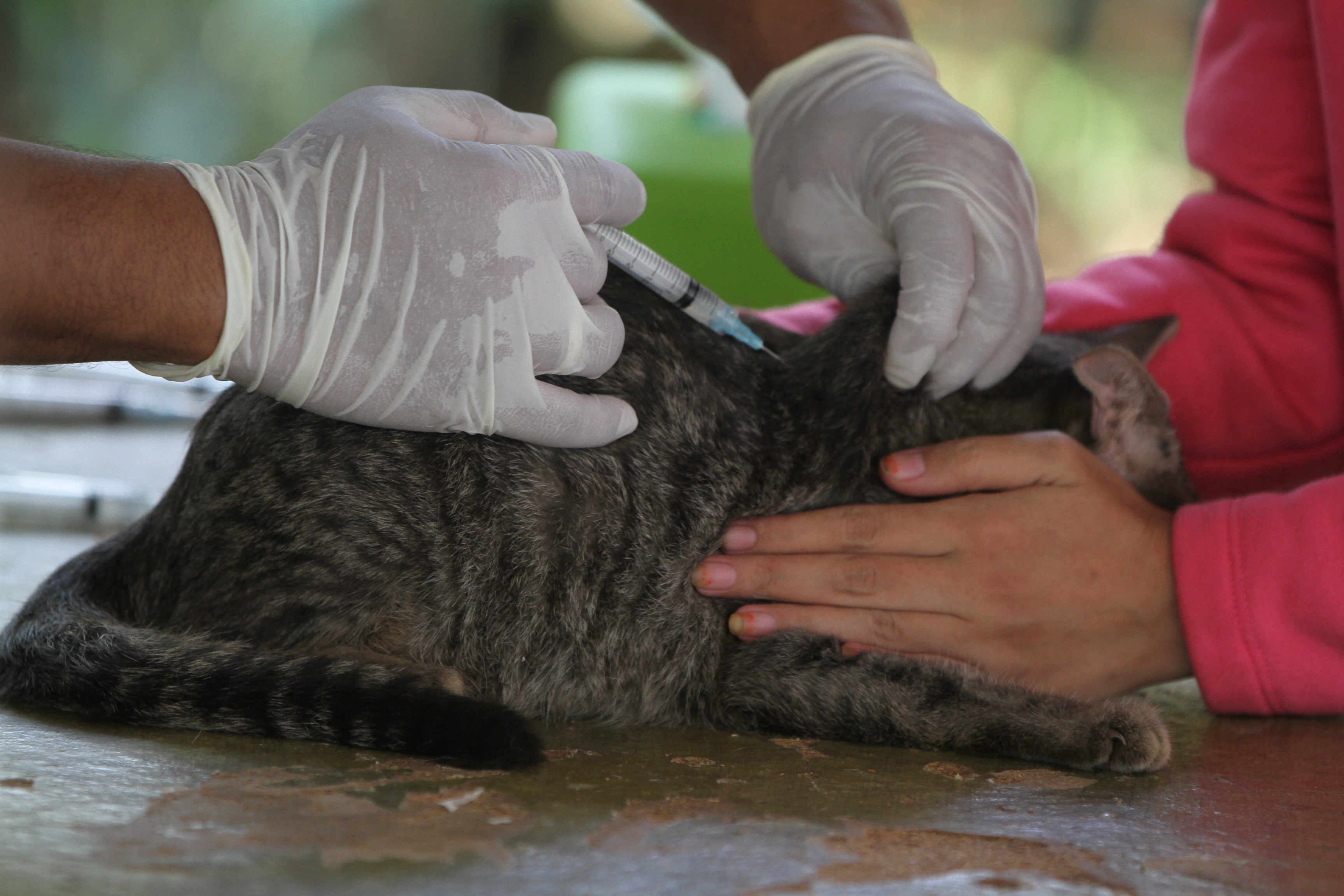 jakarta-selatan-siapkan-100-dosis-vaksin-rabies-gratis_20231012_233347.jpg