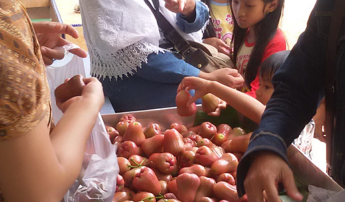 jambu-bangka_20150922_165722.jpg