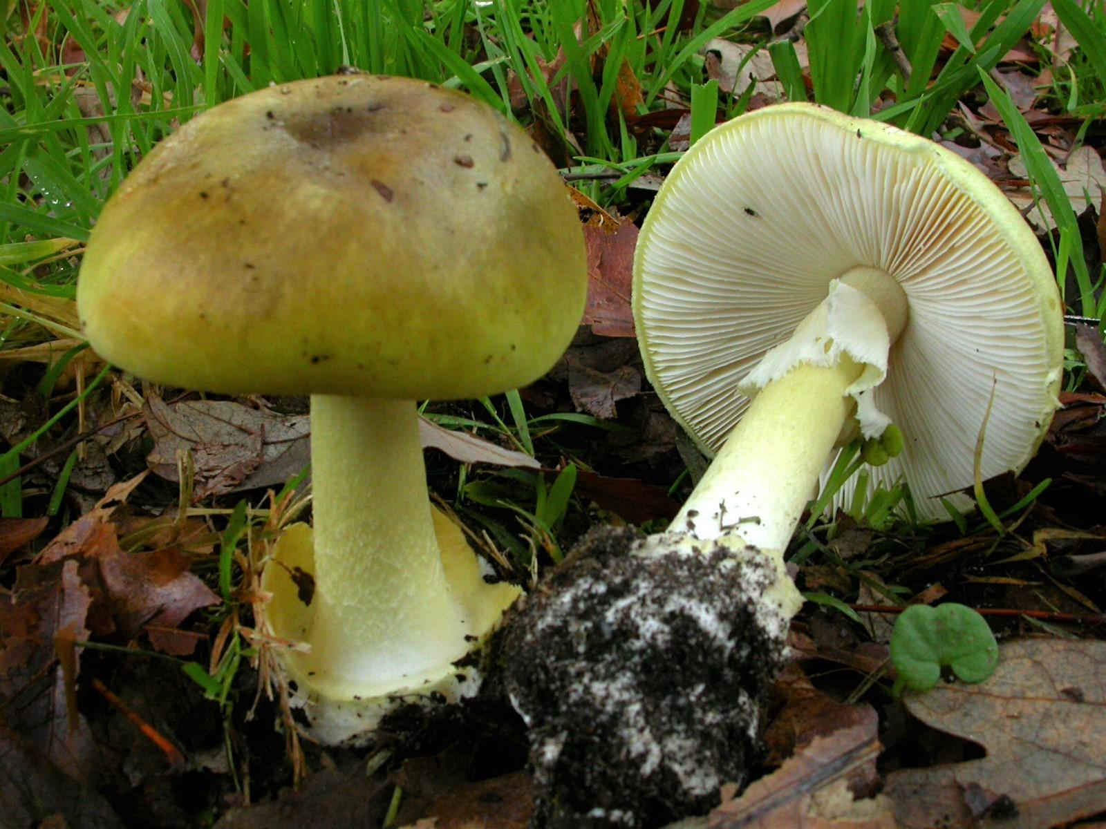 JAMUR BERACUN - Penampakan jamur beracun death cap Amanita phalloides. Jamur ini terkenal mematikan meski sudah dimasak sekalipun.