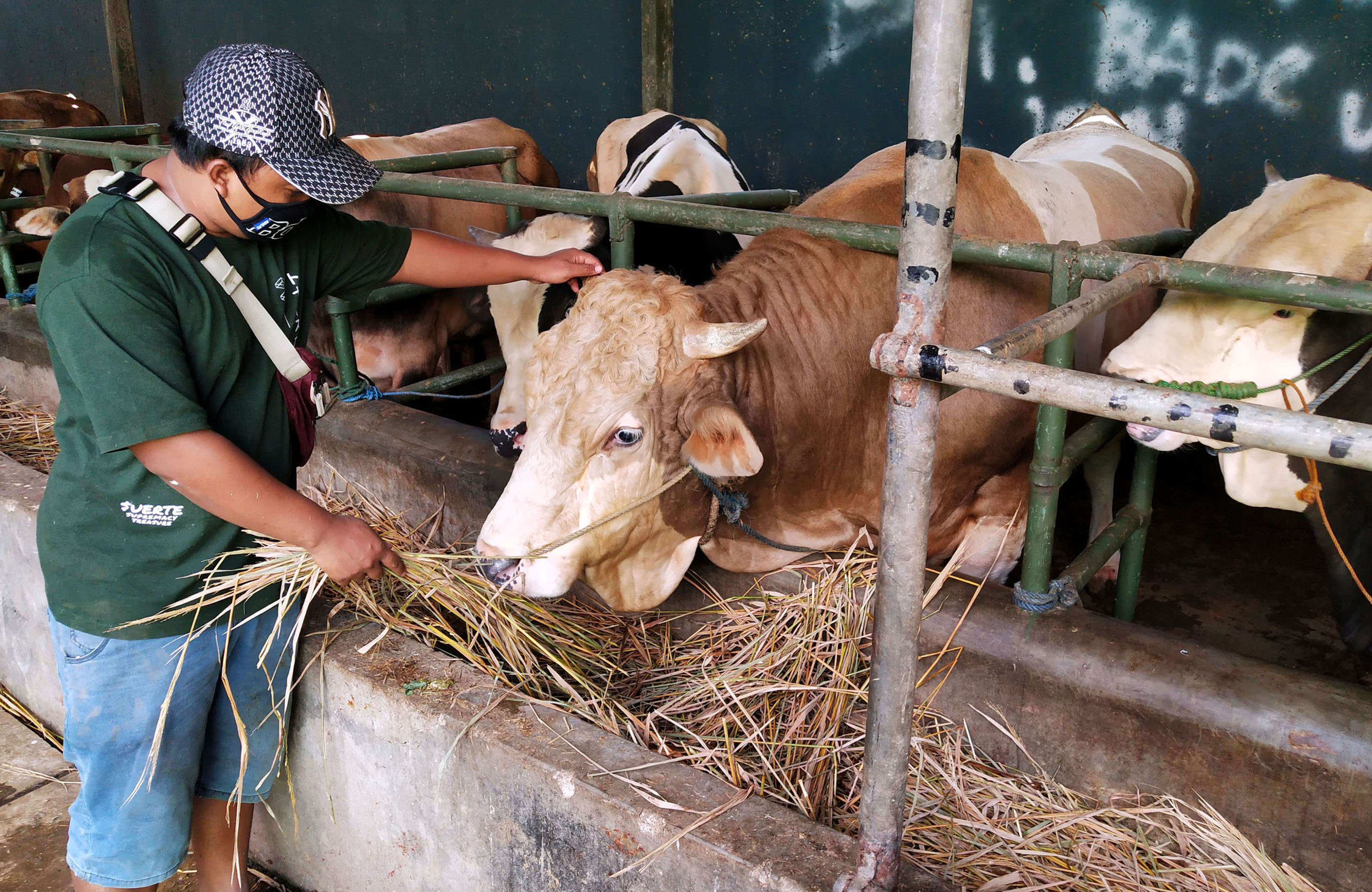 jelang-idul-adha-2021-sapi-limosin-1-ton-dibanderol-rp-75-juta_20210710_225038.jpg