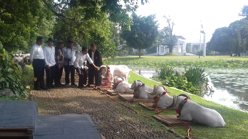 jokowi-dan-domba-nih2_20160827_102548.jpg