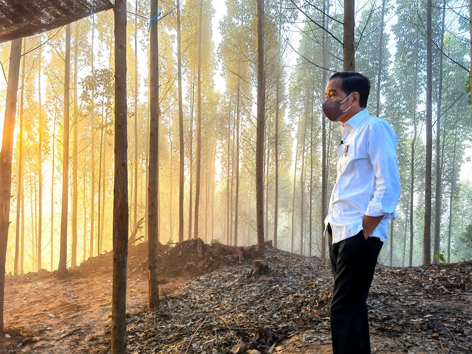 jokowi-kemah-ikn-2.jpg