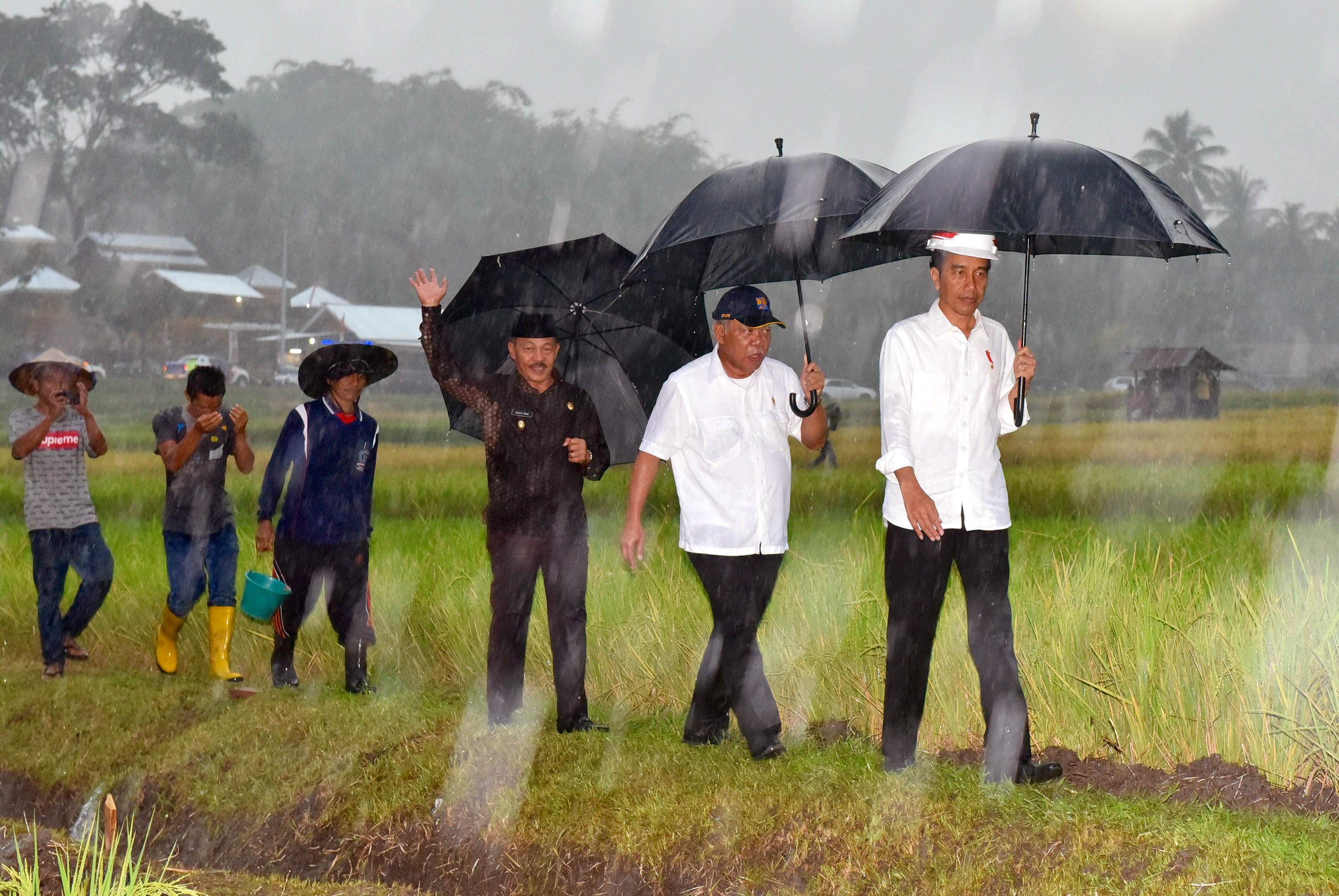 jokowi-tinjau-sektor-pertanian-di-sumbar_20180208_212822.jpg