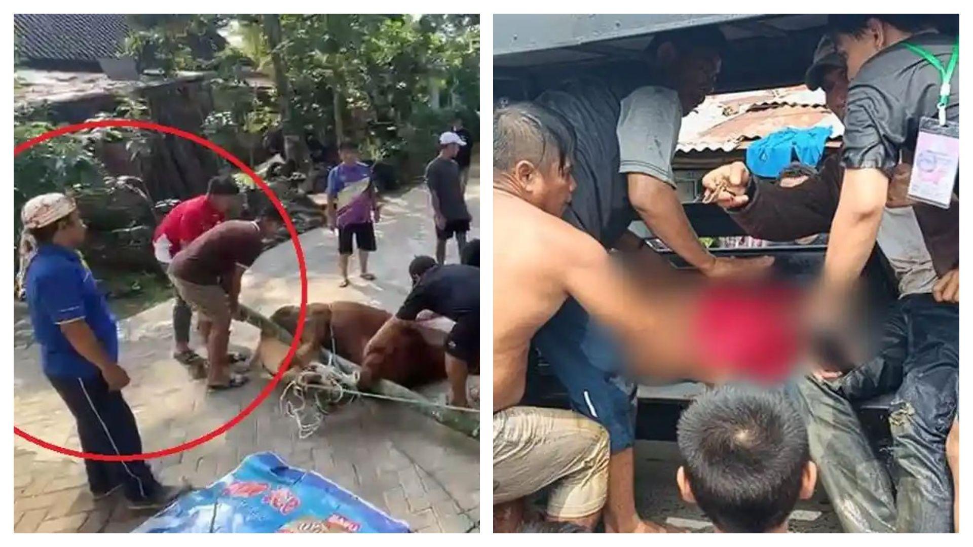 juru-jagal-dan-panitia-kurban-meninggal-saat-iduladha.jpg