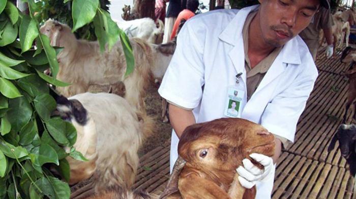 kambing-pilek-jombang_20150921_184319.jpg