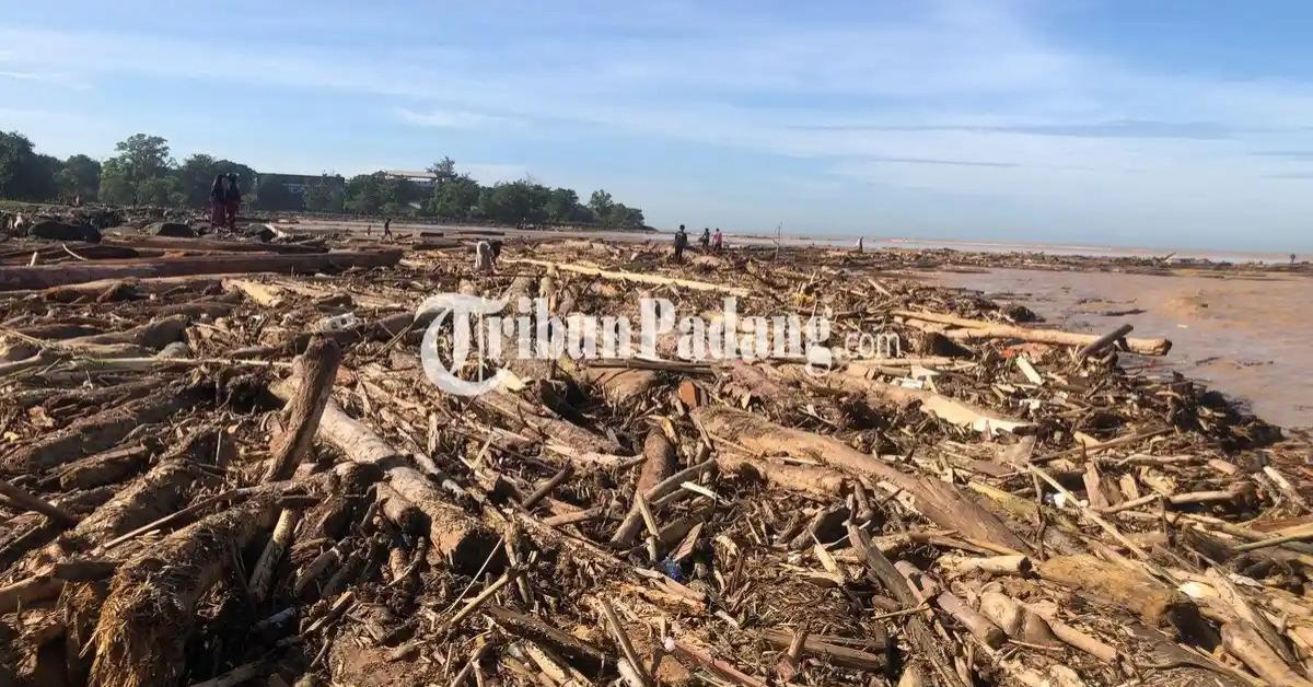 kayu-gelondongan-di-padang.jpg