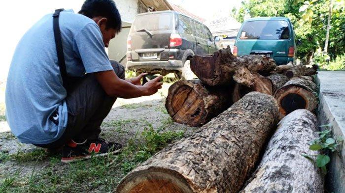 kayu-sonokeling-gelondongan-yang-baru-saja-ditebang.jpg