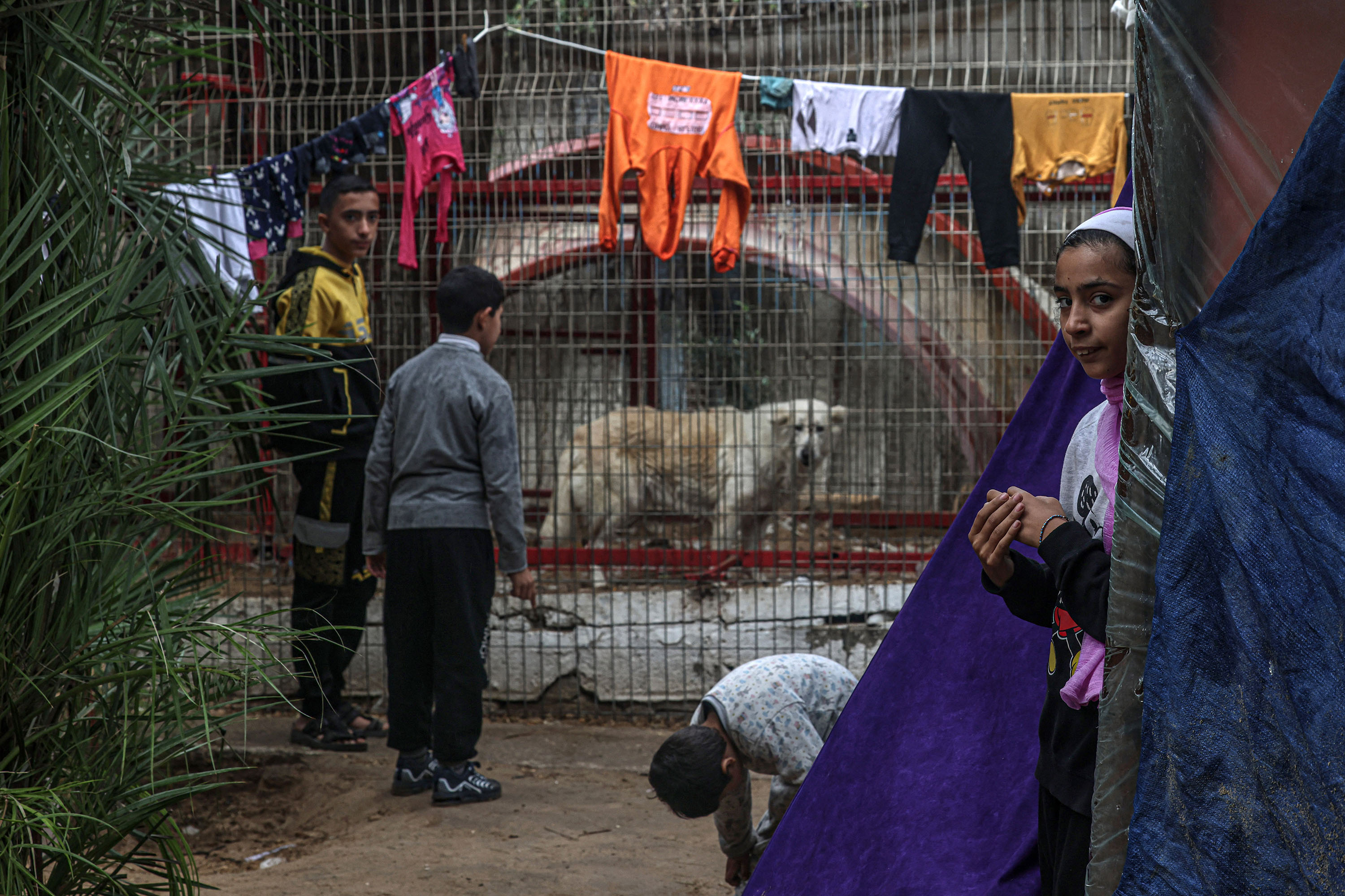kebun-binatang-gaza-jadi-tempat-berlindung-pengungsi_20240105_075453.jpg
