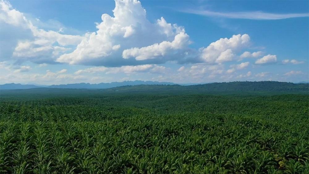 kebun-kelapa-sawit-teknologi-digital-berbasis-internet-of-things-iot-kini-m.jpg