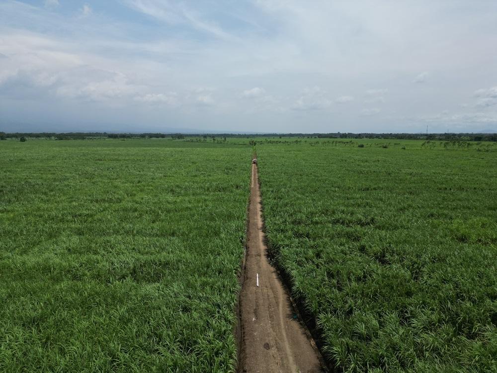 kebun-tebu-783.jpg