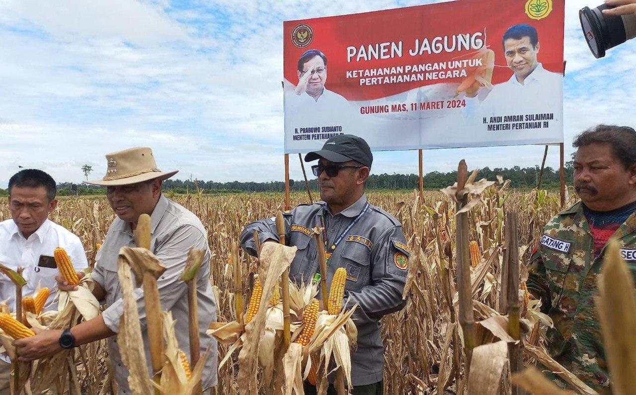 kementan-jagung-food-estate.jpg