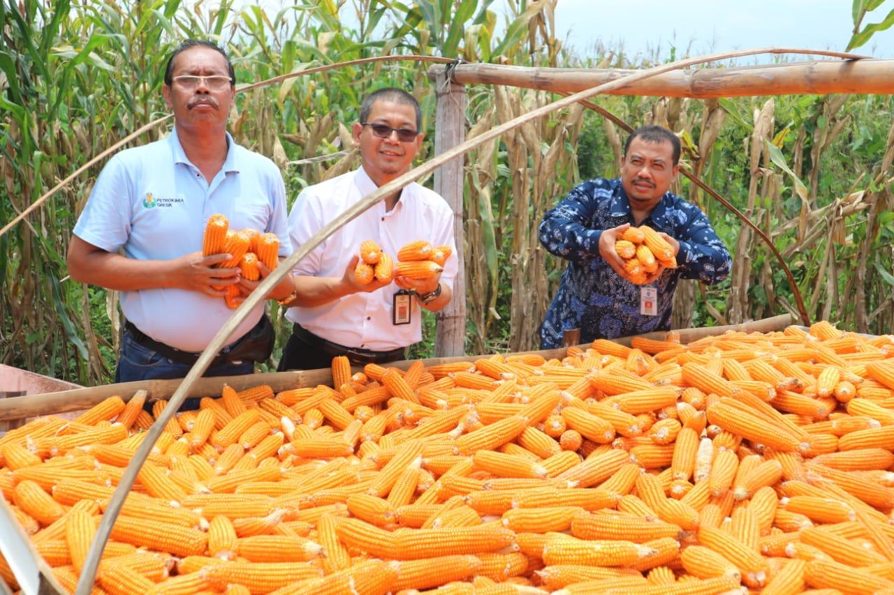 kementan-meminta-bangun-sinergitas-untuk-cegah-harga-jagung-jatuh-saat-panen-raya.jpg