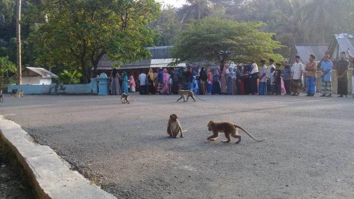 Ditinggal Ibu Cuci Popok, Bayi Aqila di Sukoharjo Diseret dan Digigit Kera Liar