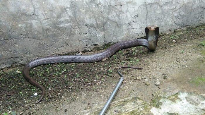 Yalangoch gozallarni onlayn tomosha qiling