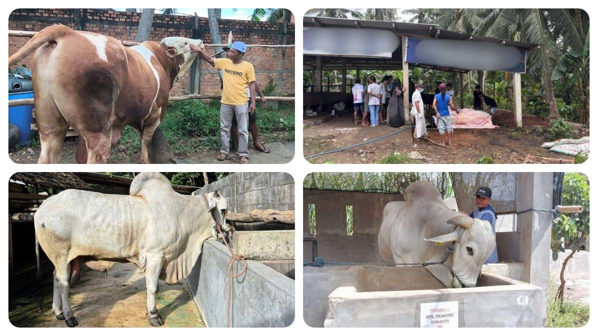 kolase-sapi-kurban-prabowo-menang-kontes-dan-amti-mendadak.jpg