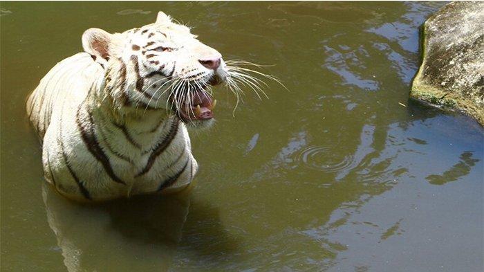 koleksi-harimau-zinka-zoo-0.jpg